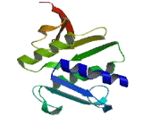 Structural Maintenance Of Chromosomes Protein 1A (SMC1A)