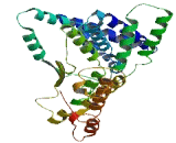 Structural Maintenance Of Chromosomes Protein 1B (SMC1B)