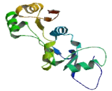 Structural Maintenance Of Chromosomes Protein 2 (SMC2)