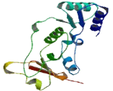 Structural Maintenance Of Chromosomes Protein 4 (SMC4)