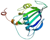 Structural Maintenance Of Chromosomes Protein 6 (SMC6)