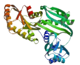 Succinate Coenzyme A Ligase, ADP Forming, Beta Subunit (SUCLA2)