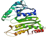 Succinate Coenzyme A Ligase, GDP Forming, Alpha Subunit (SUCLG1)