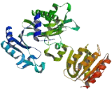 Succinate Coenzyme A Ligase, GDP Forming, Beta Subunit (SUCLG2)