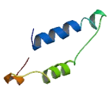 Succinate Dehydrogenase Complex Assembly Factor 2 (SDHAF2)