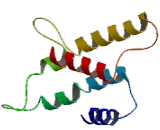 Succinate Receptor 1 (SUCNR1)