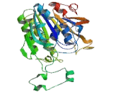 Sulfatase 1 (SULF1)