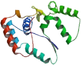 Sulfotransferase Family 1A, Member 2 (SULT1A2)