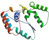 Sulfotransferase Family 1A, Member 3 (SULT1A3)