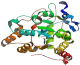 Sulfotransferase Family 1B, Member 1 (SULT1B1)