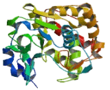 Sulfotransferase Family 1C, Member 2 (SULT1C2)