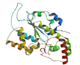 Sulfotransferase Family 1C, Member 3 (SULT1C3)