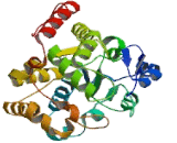 Sulfotransferase Family 1C, Member 4 (SULT1C4)