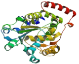 Sulfotransferase Family 1E, Member 1 (SULT1E1)