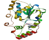 Sulfotransferase Family 2A, Member 1 (SULT2A1)