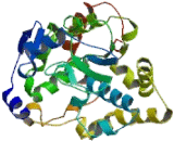 Sulfotransferase Family 2B, Member 1 (SULT2B1)