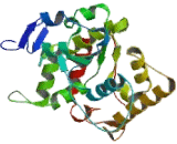 Sulfotransferase Family 4A, Member 1 (SULT4A1)