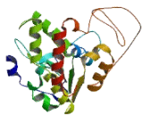 Sulfotransferase Family 6B, Member 1 (SULT6B1)