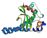 Superoxide Dismutase 2, Mitochondrial (SOD2)