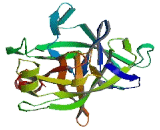 Suppression Of Tumorigenicity 14 (ST14)