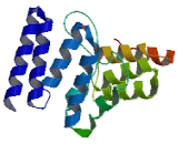 Suppression Of Tumorigenicity 7 Like Protein (ST7L)