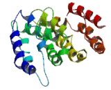 Suppressor Of Ty 7 Like Protein (SUPT7L)