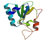 Suppressor Of Var-1,3-Like Protein 1 (SUPV3L1)