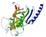 Suppressor Of Variegation 3-9 Homolog 1 (SUV39H1)