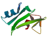 Suppressors Of Cytokine Signaling 1 (SOCS1)