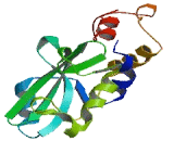 Suppressors Of Cytokine Signaling 4 (SOCS4)