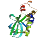 Suppressors Of Cytokine Signaling 5 (SOCS5)