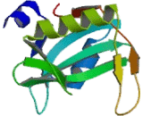 Suppressors Of Cytokine Signaling 6 (SOCS6)