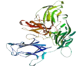 Sushi, Von Willebrand Factor Type A, EGF And Pentraxin Domain Containing Protein 1 (SvEP1)