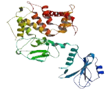 Synapse Defective Protein 1 Rho GTPase Homolog 1 (SYDE1)