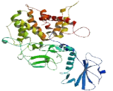 Synapse Defective Protein 1 Rho GTPase Homolog 2 (SYDE2)