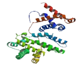 Synaptic Ras GTPase Activating Protein 1 (SYNGAP1)