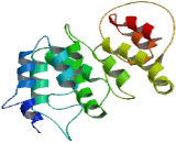 Synaptonemal Complex Central Element Protein 2 (SYCE2)