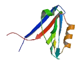 Synaptopodin 2 Like Protein (SYNPO2L)