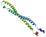 Syncoilin (SYNC)