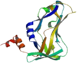 T-Box Protein 10 (TBX10)