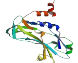 T-Box Protein 15 (TBX15)