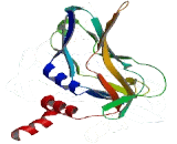 T-Box Protein 19 (TBX19)