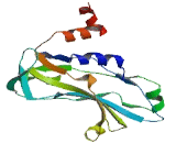 T-Box Protein 20 (TBX20)