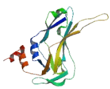 T-Box Protein 22 (TBX22)