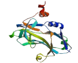 T-Box Protein 3 (TBX3)