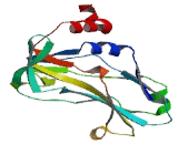 T-Box Protein 5 (TBX5)