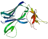 T-Cell Immunoglobulin And Mucin Domain Containing Protein 2 (TIMD2)