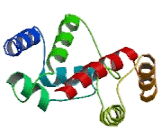 T-Cell Leukemia Homeobox Protein 2 (TLX2)