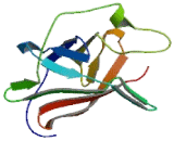 T-Cell Leukemia/Lymphoma Protein 1B (TCL1B)