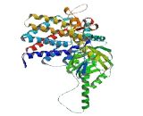 T Complex Protein 1 (TCP1)